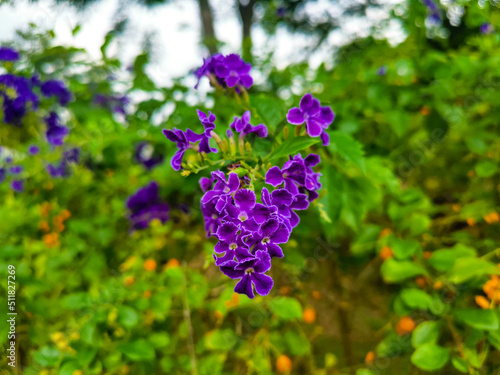 Small Purple Flowers