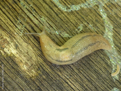 日本に生息しているチャコウラナメクジ
