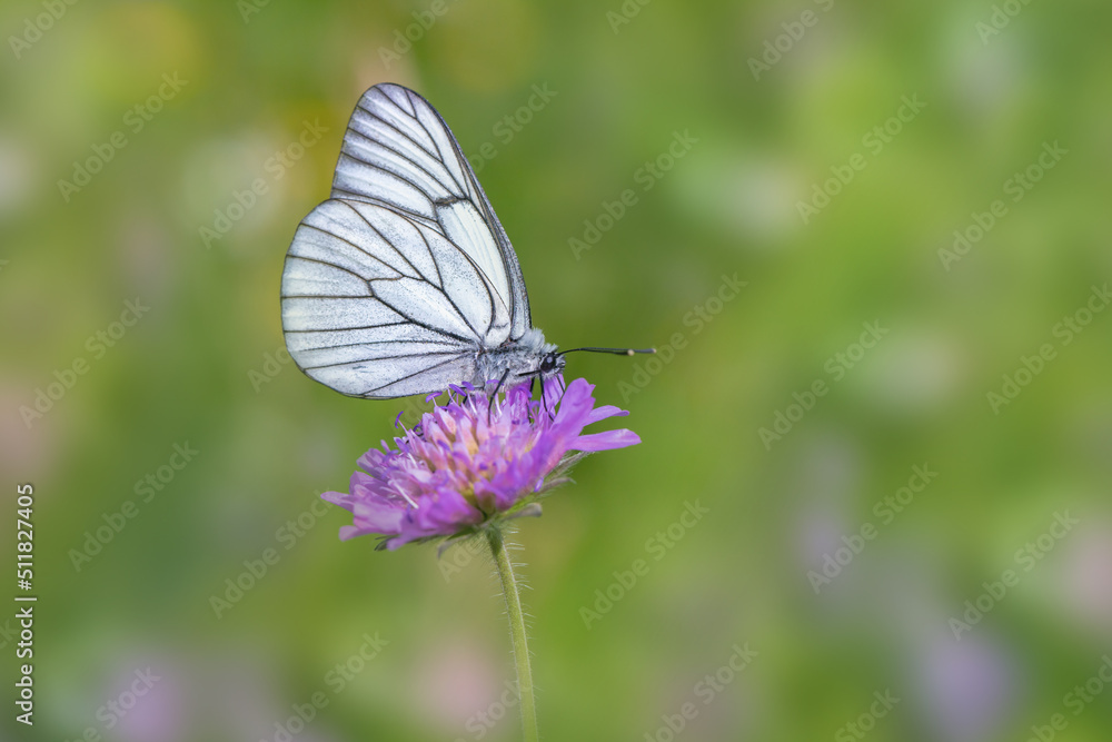 Black-veined white butterfly (Aporia crataegi) visits a field scabious. Black-veined white butterfly (Aporia crataegi) visits a field scabious.