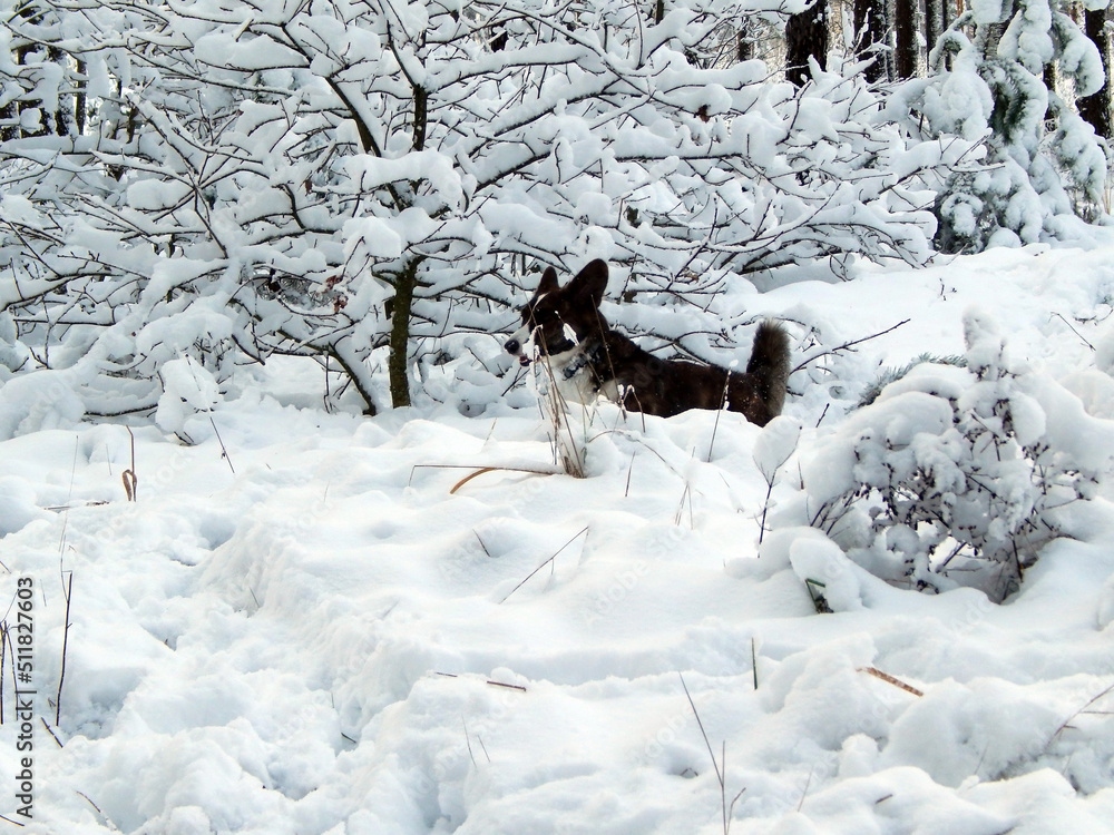 Dog in snowy trees and bushes Dog in snowy trees and bushes
