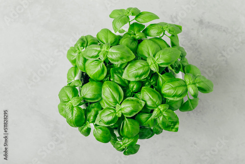 Basil. Pot with fresh green basil top view on gray stone concrete background.