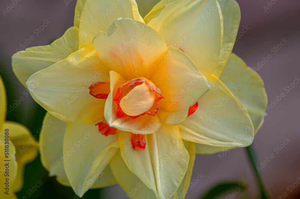 Narcissus flowers in gardens bloom in spring. Daffodils in a sunny spring garden Narcissus flowers in gardens bloom in spring. Daffodils in a sunny spring garden