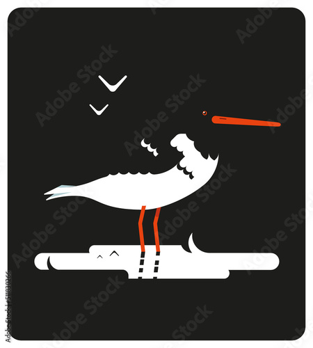 Huitrier pie, pie de mer, oiseau, migrateur, faune, espace naturel, zone protégée, environnement, espèce