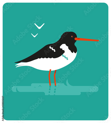 Huitrier pie, pie de mer