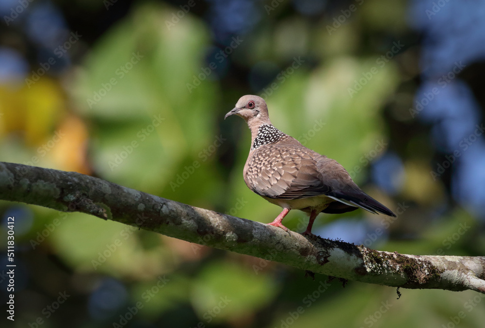 spotted-dove-spotted-dove-is-a-small-and-somewhat-long-tailed-pigeon