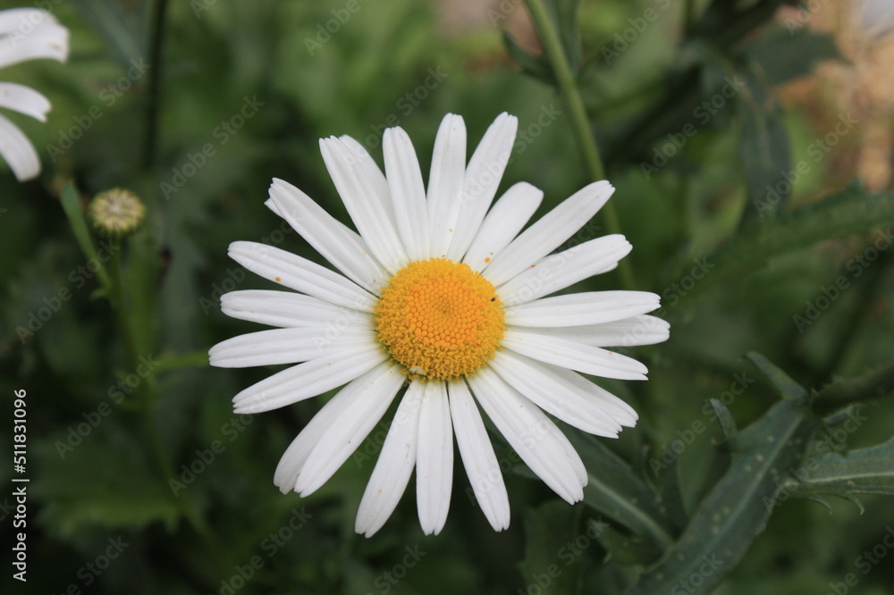 Fototapeta premium 花