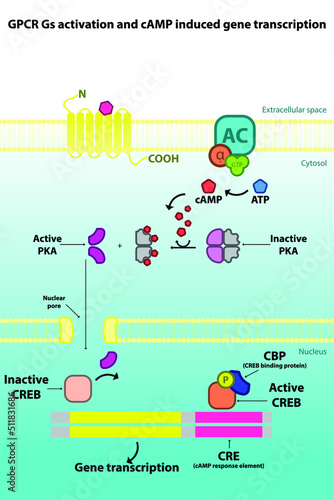 GPCR Gs signalling pathway diagram - PKA mediated gene transcription activation. Cellular response biochemical infographic for pharmacology education.