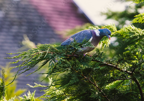 Pigeon in the sun