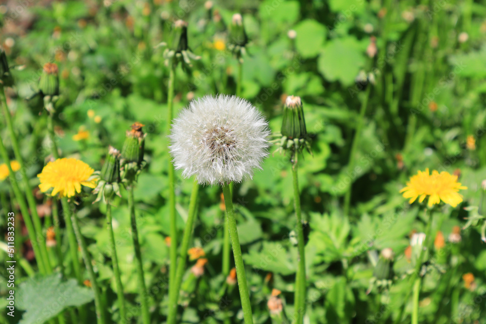 Close up view of faded dandelion	
