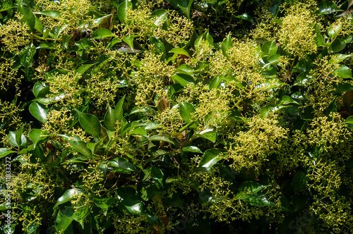 Sydney Australia, foliage and flower buds of an acmena smithii var. Minor or small leaf lilly pilly photo