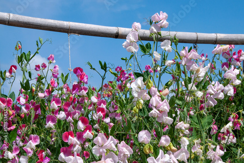Obraz na plátně Sydney Australia, trellis of pink purple and white flowering sweet peas