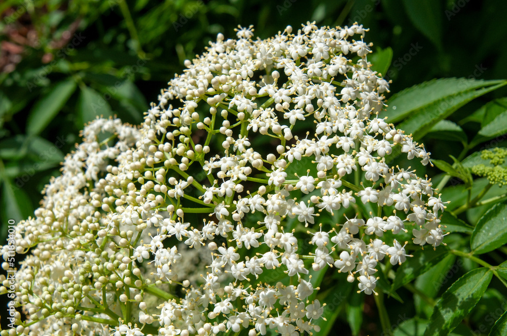 Sydney Australia, an elderberry plant with white flowers Sydney Australia, an elderberry plant with white flowers