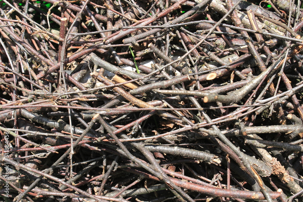 Dry tree branches. Macro. Dry tree branches. Macro.