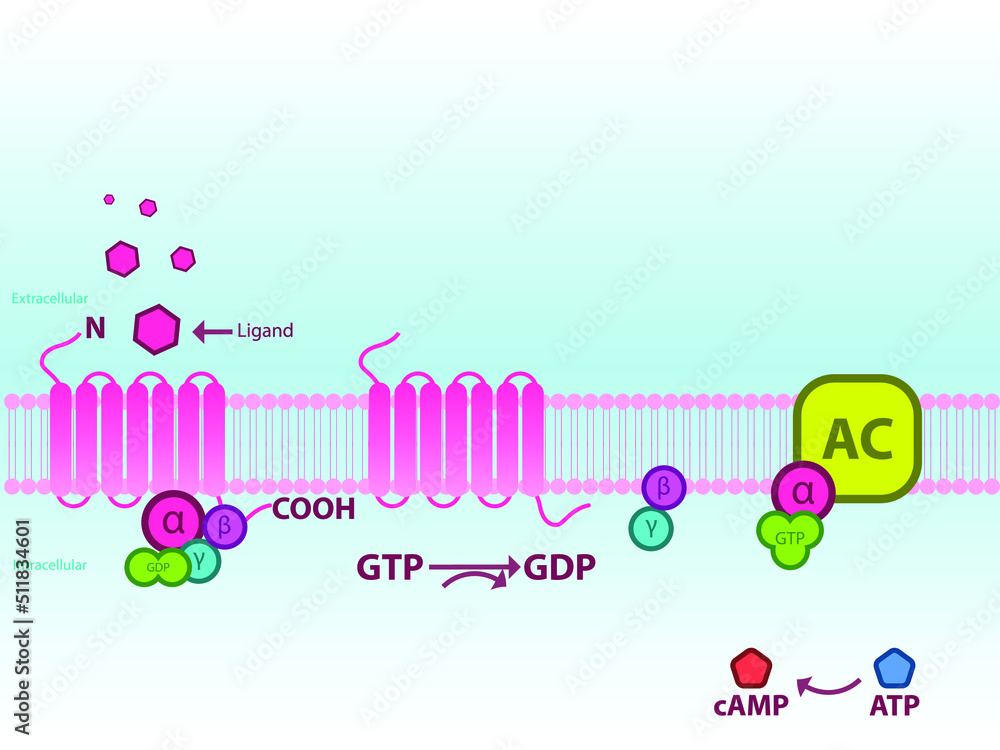 Process of Adenylate cyclase activation via GPCR Gs and cAMP production ...