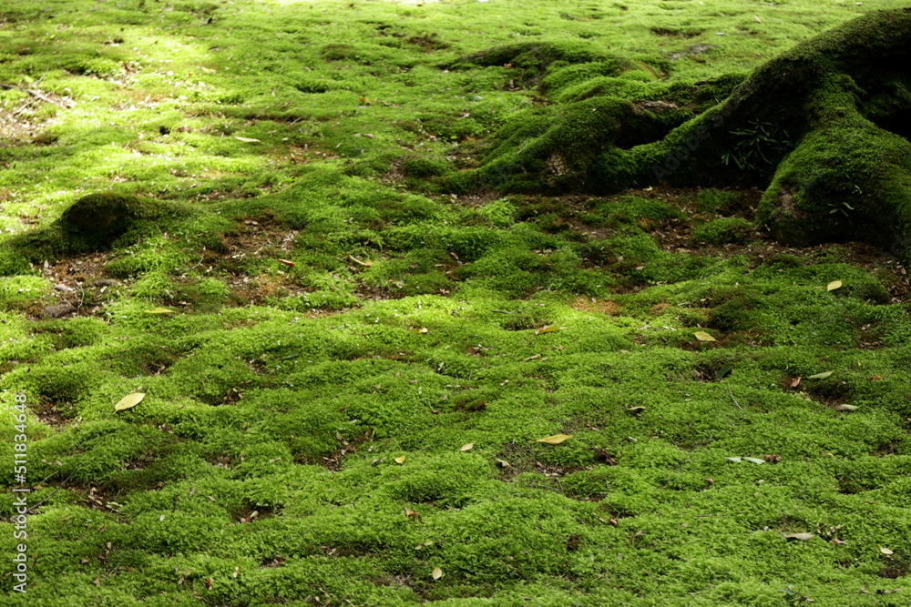 Obraz premium 地面の苔類。日本庭園の中にある林にて。
