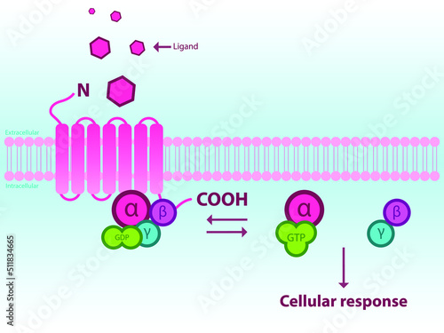 Simlified scheme of GPCR activation through subunits alpha, betta, gamma. Infographic for pharmacology, medicine, biochemistry education.