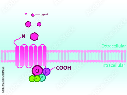 Simplified structure of G protein coupled receptor (GPCR) - including subunits alpha, beta, gamma.