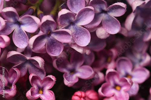background pink flowers lilac, spring season romantic © kichigin19
