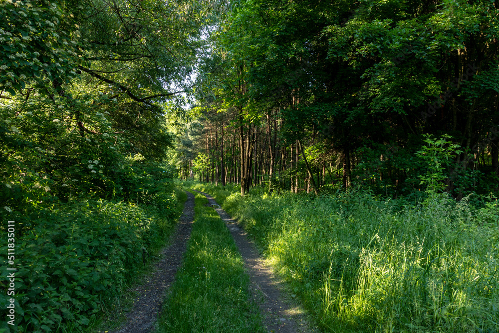 Fototapeta premium The forest in the sunlight at golden hour 