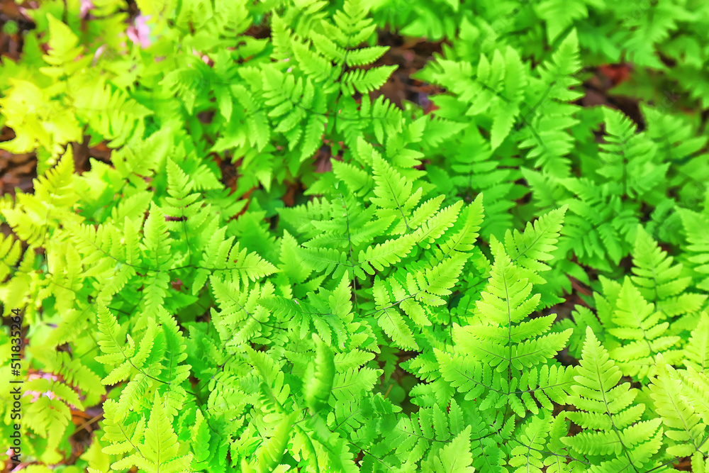 Fototapeta premium green petals leaves abstract background spring nature