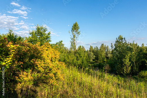 Letnia łąka otoczona krzakami w promieniach słońca o złotej godzinie photo