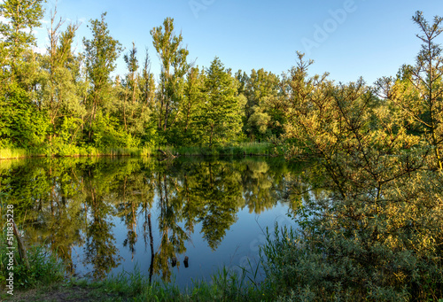 Pond surrounded by greenery in golden hour with reflections in the water 