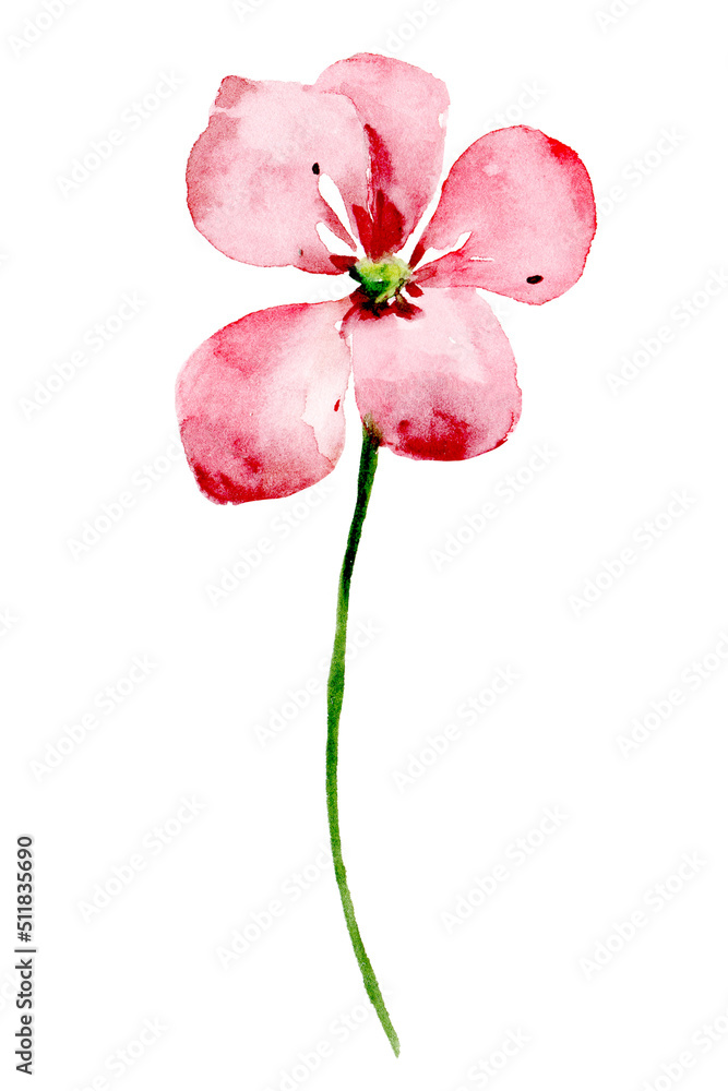 Pink single flower, watercolor floral illustration, decoration for