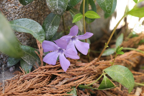 Barwinek niebieski vinca minor