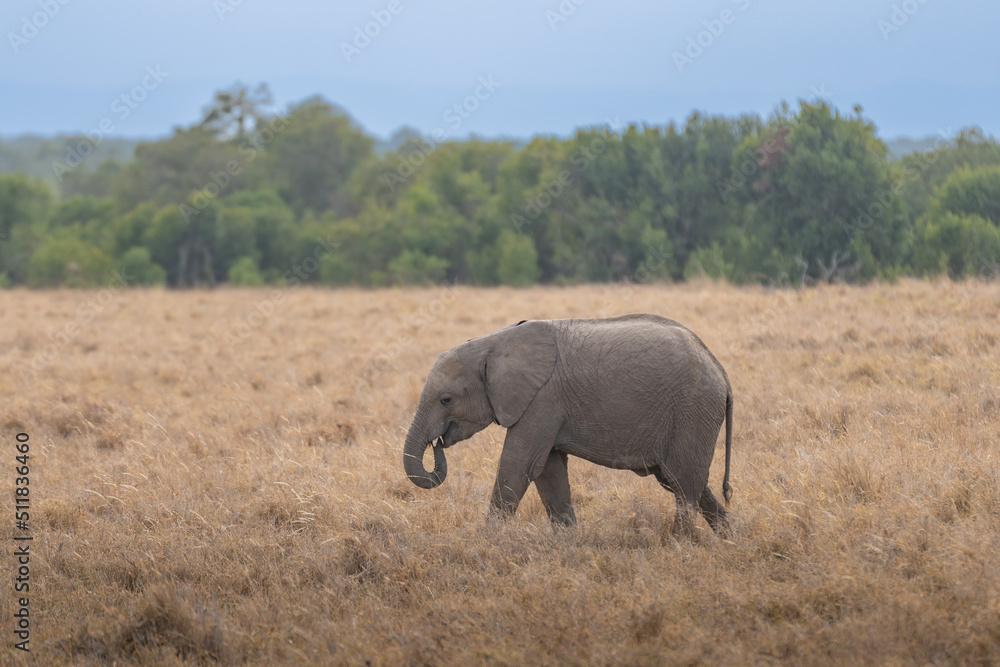 Obraz premium African elephant walking through the savannah Kenya Masai mara