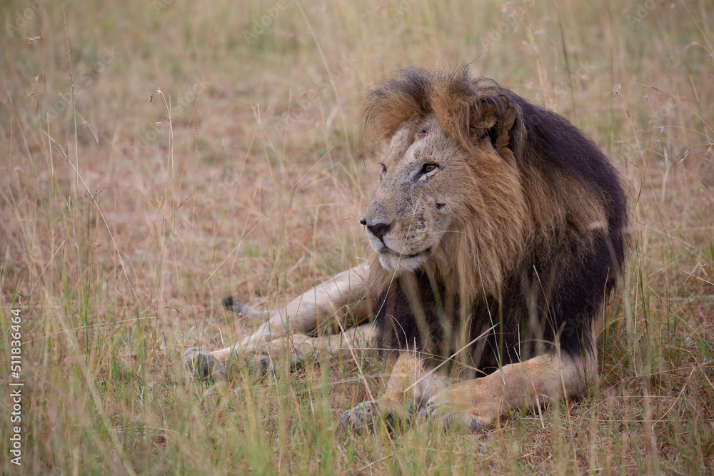 Beautiful Lion Caesar in the golden grass of Masai Mara, Kenya Panthera Leo. Beautiful Lion Caesar in the golden grass of Masai Mara, Kenya Panthera Leo.
