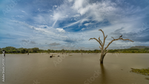 Yala National Park dry trees with dynamic sky Sri Lanka