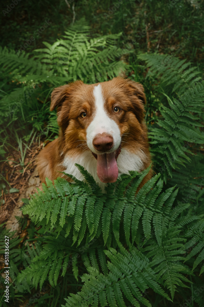 Dog in wood, portrait close-up. Brown Australian Shepherd puppy with white breast and stripe on head sits in forest in tall leaves of green young fern and poses with tongue sticking out.