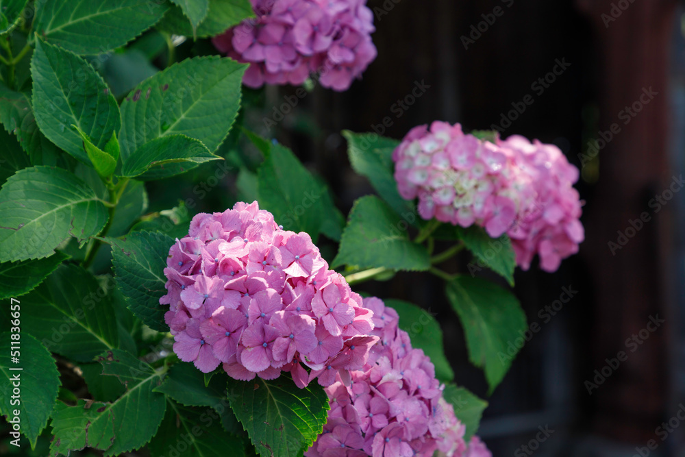 門前に咲くピンクのアジサイの花 門前に咲くピンクのアジサイの花