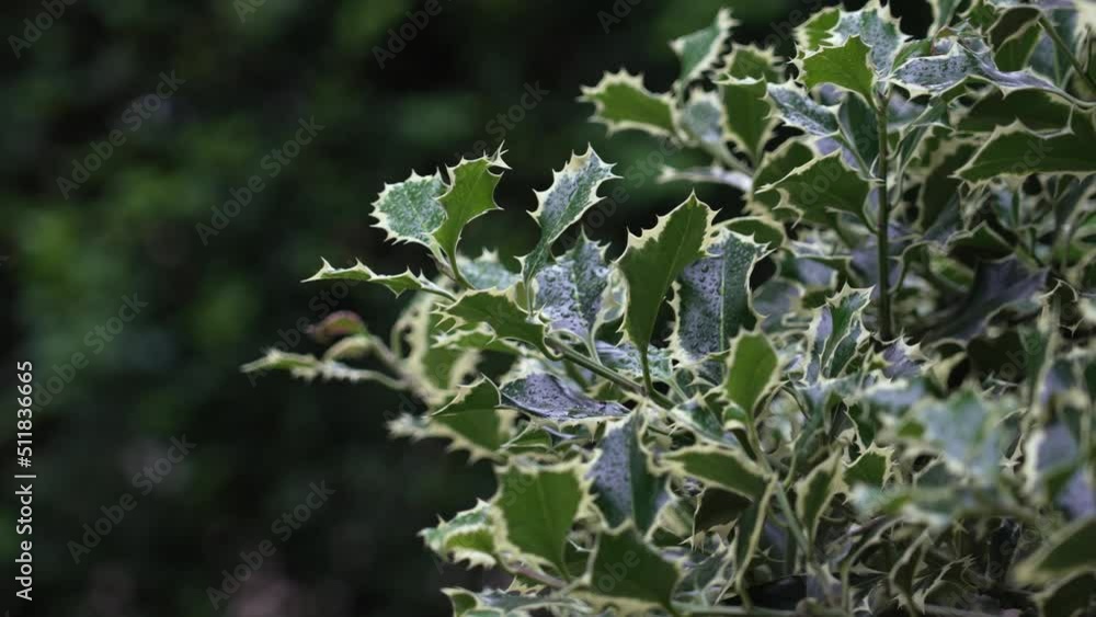 Variegated leaves of Ilex aquifolium Argentea Marginata in garden. Christmas holly. Close up Variegated leaves of Ilex aquifolium Argentea Marginata in garden. Christmas holly. Close up