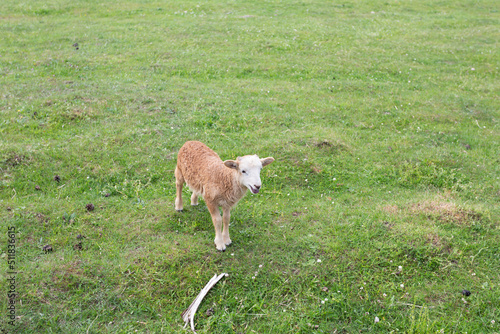 sheep on the green lawn at the zoo