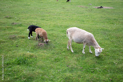sheep on the green lawn at the zoo