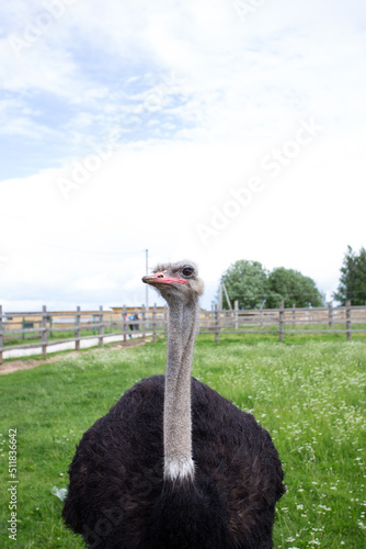 ostriches in the zoo in summer