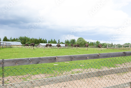 ostriches in the zoo in summer
