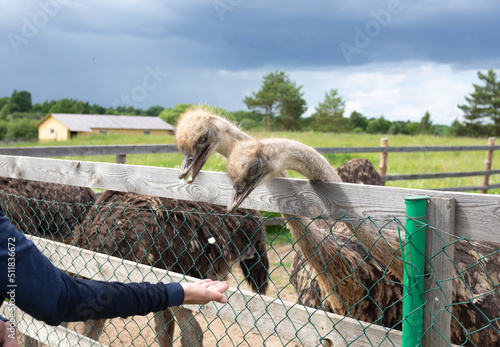 a man feeds an ostrich at the zoo