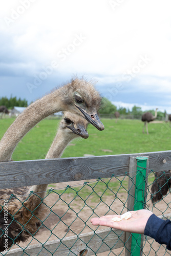a man feeds an ostrich at the zoo