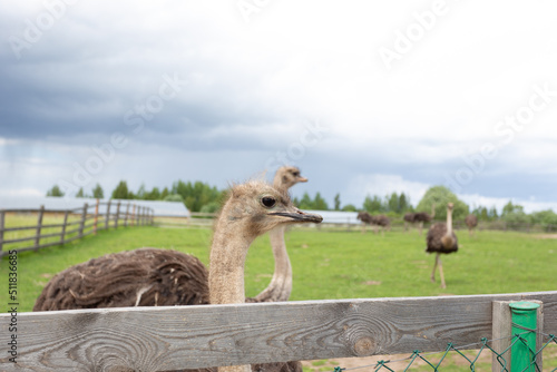 ostriches in the zoo in summer