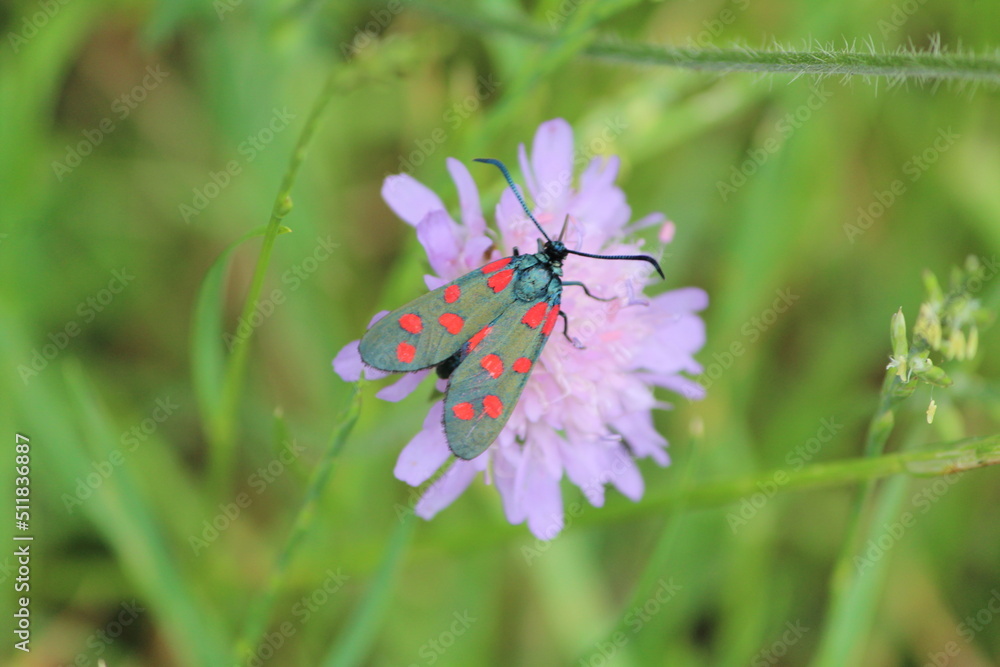 papillon, insecte, fleur, nature, été, macro, animal, jardin, beauté, ailes, plante, fleur, fleures, printemps, mauve, gros plan, ailes, rose, orange, faune, gros plan, coloré, gazon, fleurir, sauvage papillon, insecte, fleur, nature, été, macro, animal, jardin, beauté, ailes, plante, fleur, fleures, printemps, mauve, gros plan, ailes, rose, orange, faune, gros plan, coloré, gazon, fleurir, sauvage
