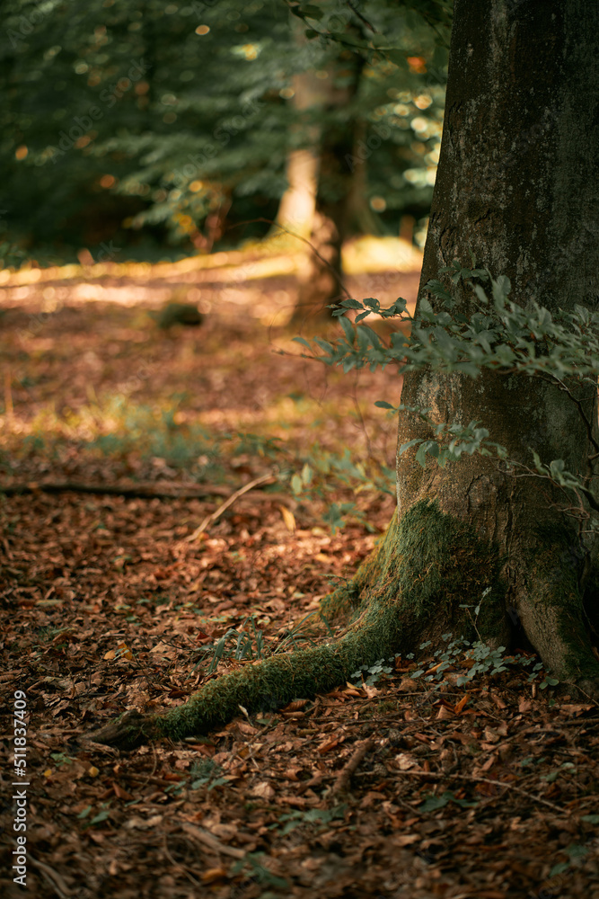 Vertical photo of a close up of a tree trunk isolated with blurred forest background Vertical photo of a close up of a tree trunk isolated with blurred forest background