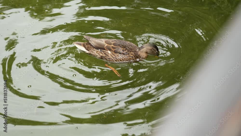 Brown female mallard duck swimming and diving in pond water to find food close up Brown female mallard duck swimming and diving in pond water to find food close up