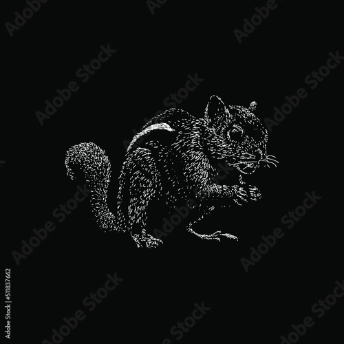 Indian Palm Squirrel hand drawing vector illustration isolated on black background photo