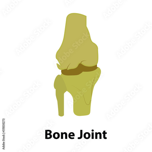knee bone joint vector. on white background. Illustration from vector about science and medical.