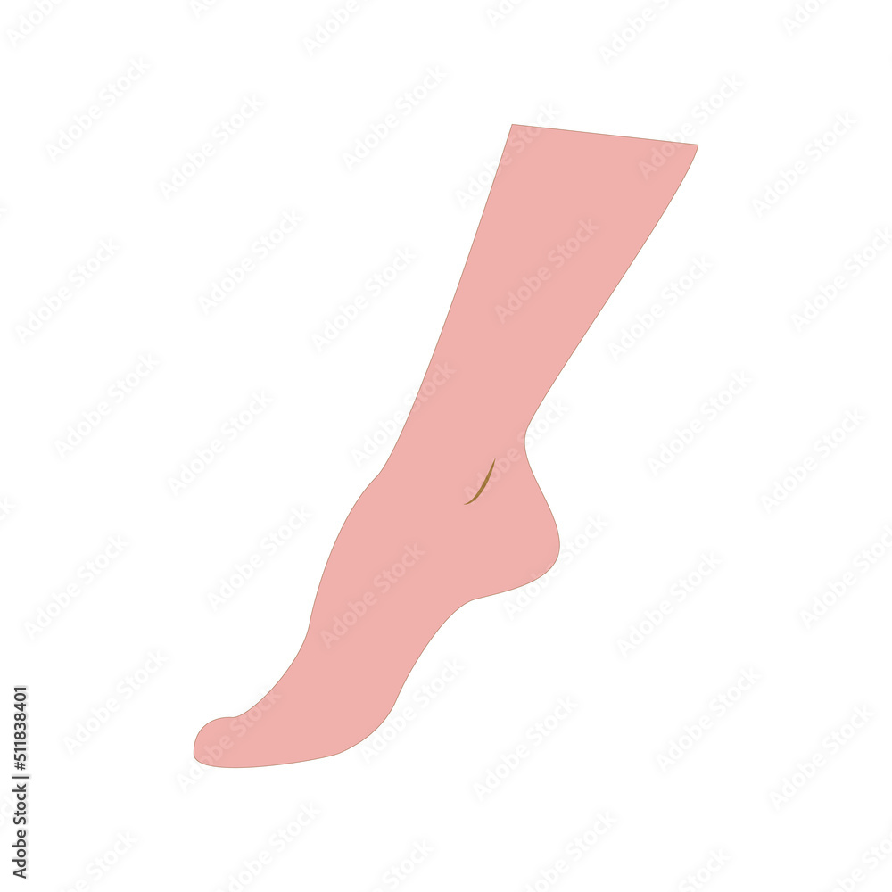 female leg vector illustration. on white background female leg vector illustration. on white background