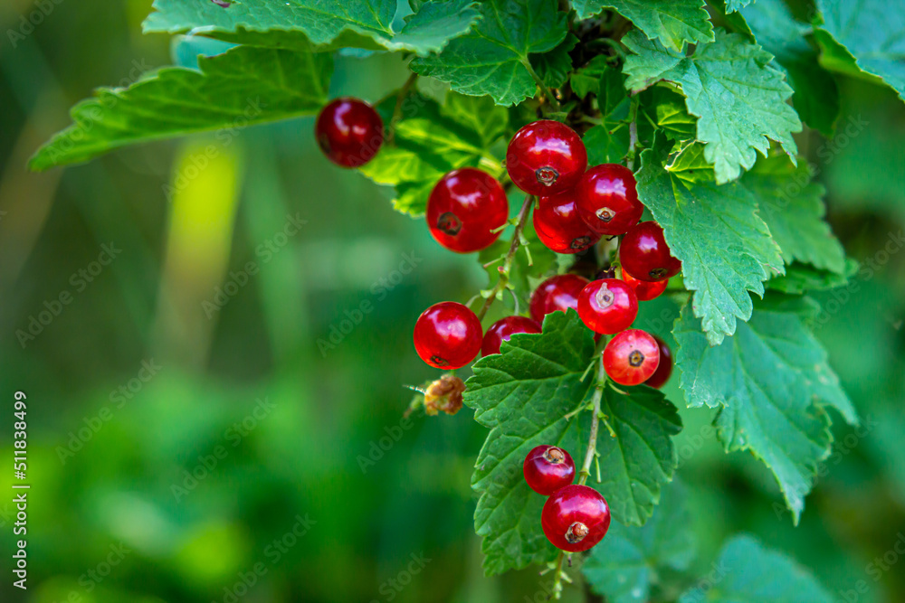 Red currant on a bush. Ripe and fresh berries. edible berries Red currant on a bush. Ripe and fresh berries. edible berries