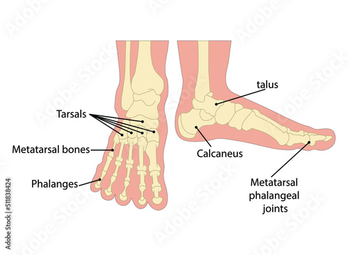 illustration human foot bone. on white background