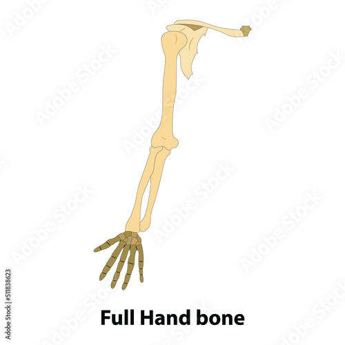 full hand bone. Illustration from vector about science and medical. human anatomy